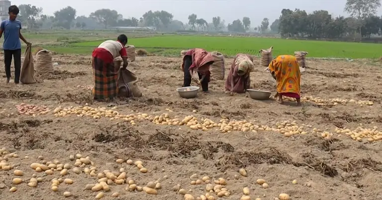 মাঠ থেকে আলু তুলছেন কৃষকরা